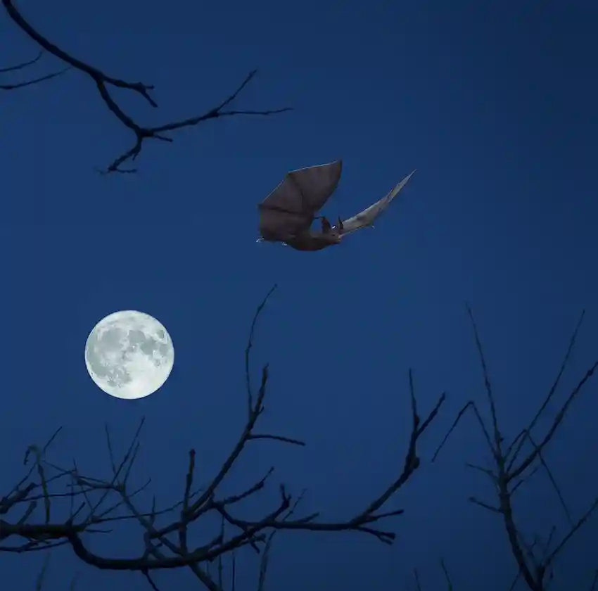 Chauve souris de nuit qui chasse les moustiques